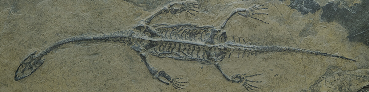 fossils online science lesson