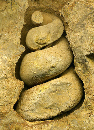 internal external mould fossil