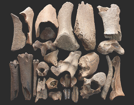 fossil bone collection
