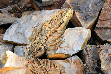 mesosaurus fossil
