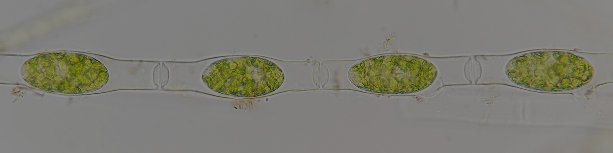cell division and reproduction online science course