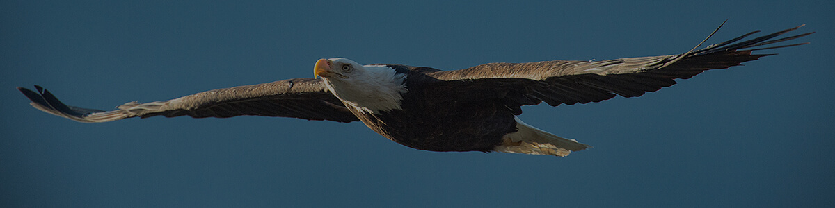 genetic change and evolution online science course